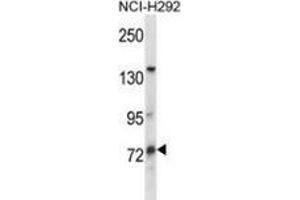 Western blot analysis in NCI-H292 cell line lysates (35ug/lane) using MUM1L1 Antibody . (MUM1L1 antibody  (Middle Region))