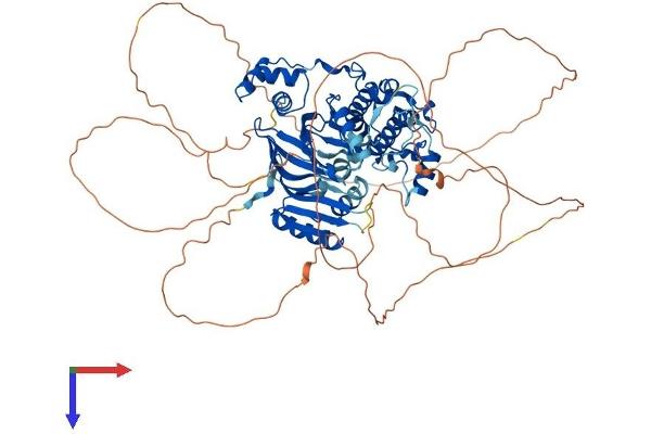 MARK3 Protein (AA 1-753) (His tag)