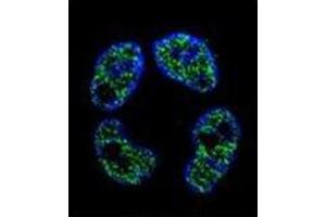 Confocal immunofluorescent analysis of FRAT2 Antibody (C-term) Cat. (FRAT2 antibody  (C-Term))