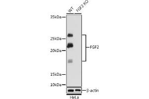 Western blot analysis of extracts from wild type (WT) and FGF2 knockout (KO) HeLa cells, using FGF2 Rabbit mAb (ABIN7267184) at 1:1000 dilution. (FGF2 antibody)
