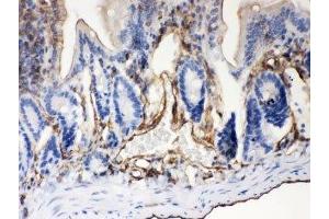 IHC-P: ABCB4 antibody testing of mouse intestine tissue (ABCB4 antibody  (AA 601-720))