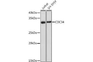 Western blot analysis of extracts of various cell lines, using CDC34 Rabbit mAb (ABIN7266252) at 1:1000 dilution. (CDC34 antibody)