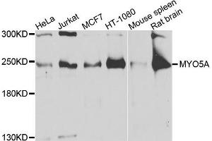 Western blot analysis of extracts of various cells, using MYO5A antibody. (MYO5A antibody)