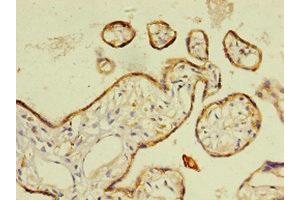 Immunohistochemistry of paraffin-embedded human placenta tissue using ABIN7167807 at dilution of 1:100 (Chemerin antibody  (AA 21-157))