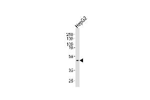 Western blot analysis of lysate from HepG2 cell line, using HHCM Antibody (C-term) (ABIN1537169 and ABIN2850047). (HHCM antibody  (C-Term))