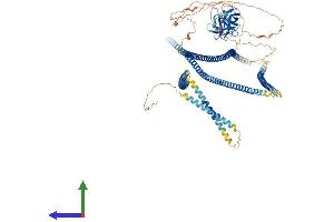 AlphaFold protein structure predicition of Human Recombinant CLIP2 Protein, UniprotID Q9UDT6 (CLIP2 Protein (AA 1-1046) (His tag))