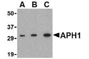 Western blot analysis of APH1 in RAW264.