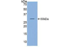 Western blot analysis of recombinant Mouse KLK5.