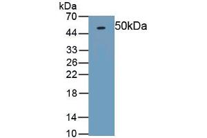Western Blotting (WB) image for anti-Tumor Necrosis Factor Receptor Superfamily, Member 11b (TNFRSF11B) antibody (ABIN7431050)