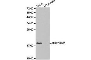Western blot analysis of extracts of HeLa cell line and H3 protein expressed in E. (Histone 3 antibody  (H3K79me))