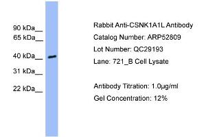 WB Suggested Anti-CSNK1A1L  Antibody Titration: 0.