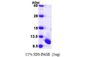 SDS-PAGE (SDS) image for Ubiquitin-Fold Modifier 1 (UFM1) (AA 1-83) protein (His tag) (ABIN667370) (UFM1 Protein (AA 1-83) (His tag))