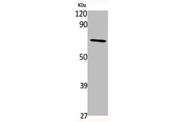 TAF6L anticorps  (N-Term)