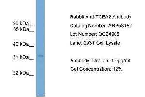 WB Suggested Anti-TCEA2  Antibody Titration: 0. (TCEA2 antibody  (N-Term))
