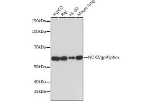 Western blot analysis of extracts of various cell lines, using NOX2/gp91phox antibody (ABIN7266629) at 1:1000 dilution. (CYBB antibody)