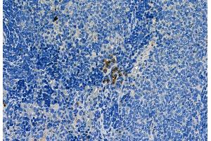ABIN6260479 and ABIN6268964 at 1/100 staining Rat spleen tissue by IHC-P. (Caspase 1 antibody  (C-Term))