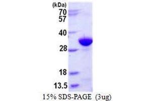 Image no. 1 for Mouse IgG isotype control (His tag) (ABIN1098612) (Recombinant Mouse IgG isotype control (His tag))