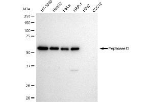 Western blotting analysis using Peptidase D antibody (ABIN7799755). (Recombinant PEPD antibody)