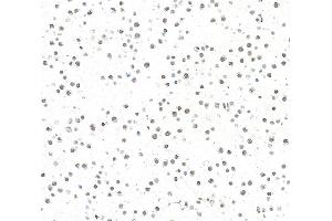 Immunocytochemistry (ICC) image for anti-AT Rich Interactive Domain 1B (SWI1-Like) (ARID1B) (AA 1425-1475) antibody (ABIN7795694)