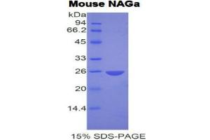 SDS-PAGE (SDS) image for N-Acetylgalactosaminidase, alpha (NAGA) (AA 218-415) protein (His tag) (ABIN2121738) (NAGA Protein (AA 218-415) (His tag))