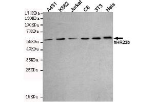 RAD23B antibody