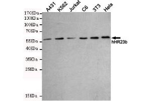 Western blot detection of hHR23b in A431,K562,Jurkat,C6,3T3 and Hela cell lysates using hHR23b mouse mAb (1:1000 diluted). (RAD23B antibody)