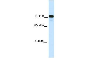 CIITA antibody  (C-Term)