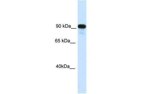 CIITA antibody  (C-Term)
