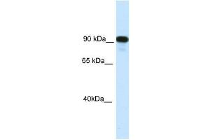 C2TA antibody used at 0. (CIITA antibody  (C-Term))