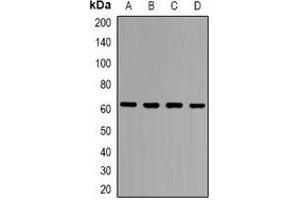 Western blot analysis of ZNF498 expression in Hela (A), HEK293T (B), PC12 (C), COS7 (D) whole cell lysates. (Zinc Finger and SCAN Domain Containing 25 (ZSCAN25) (C-Term) antibody)