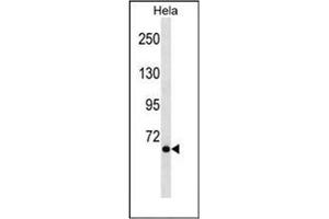 Western blot analysis of NCoA-4 Antibody (C-term) in Hela cell line lysates (35ug/lane).