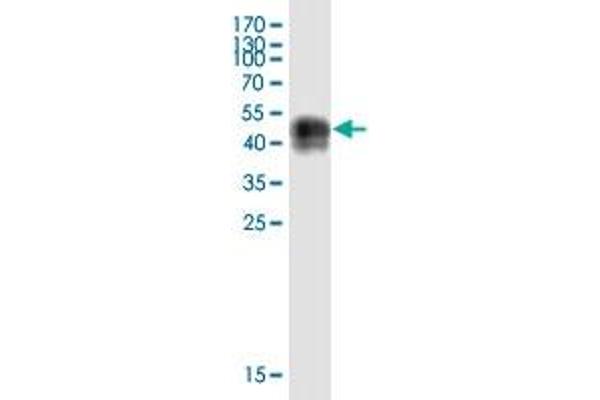 PRAP1 antibody  (AA 1-151)