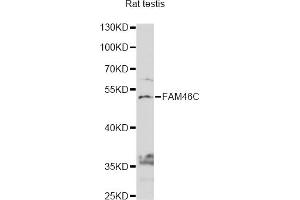 Western blot analysis of extracts of rat teatis, using FAM46C antibody (ABIN6292917) at 1:1000 dilution. (FAM46C antibody)