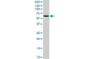 TXNDC3 MaxPab rabbit polyclonal antibody. (TXNDC3/NME8 antibody  (AA 1-588))