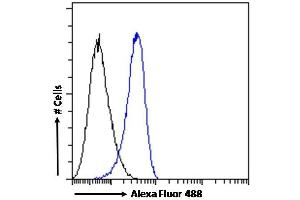 (ABIN185613) Flow cytometric analysis of paraformaldehyde fixed K562 cells (blue line), permeabilized with 0. (STAM2 antibody  (Internal Region))