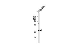Western blot analysis of lysate from human spleen tissue lysate, using CD40 Antibody (C-term) B. (CD40 antibody  (C-Term))