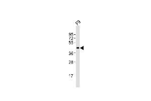 Anti-Pou5f1 Antibody (N-term)at 1:2000 dilution + F9 whole cell lysates Lysates/proteins at 20 μg per lane. (OCT4 antibody  (N-Term))