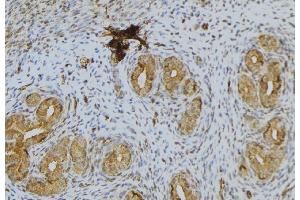 ABIN6276639 at 1/100 staining Human uterus tissue by IHC-P. (CGA antibody  (Internal Region))
