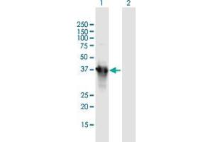 Western Blot analysis of APOA5 expression in transfected 293T cell line by APOA5 MaxPab polyclonal antibody.