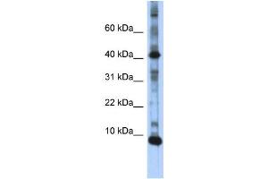 WB Suggested Anti-LSM6 Antibody Titration:  0. (LSM6 antibody  (N-Term))