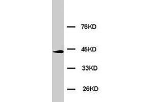 Western blot analysis of HeLa cell lysate. (ERK2 antibody  (N-Term))