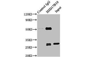 Immunoprecipitating HSD17B10 in 293T whole cell lysate Lane 1: Rabbit control IgG instead of ABIN7142296 in 293T whole cell lysate. (HSD17B1 antibody  (AA 2-261))