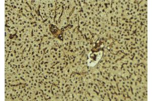 ABIN6278360 at 1/100 staining Mouse liver tissue by IHC-P. (FUS antibody  (C-Term))