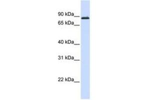 Image no. 1 for anti-Myb-Like Protein 1 (MYBL1) (AA 648-697) antibody (ABIN6743559) (MYBL1 antibody  (AA 648-697))