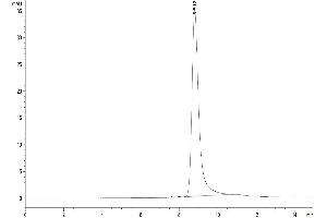 The purity of Cynomolgus BTN3A1 is greater than 95 % as determined by SEC-HPLC. (BTN3A1 Protein (AA 1-219) (His-Avi Tag))