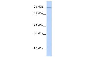 AOC2 antibody (retina specific) used at 1 ug/ml to detect target protein. (AOC2 antibody)