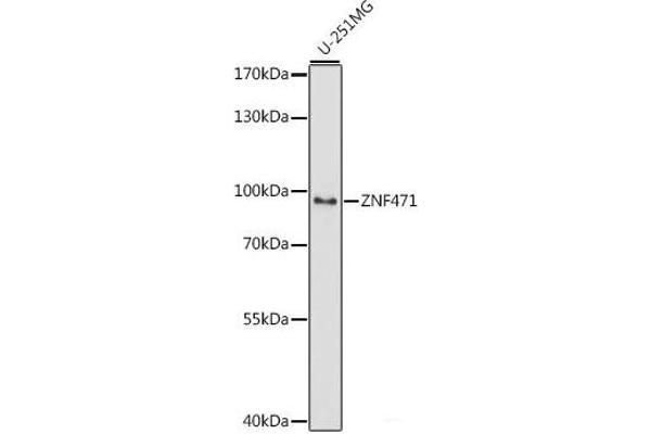 ZNF471 antibody