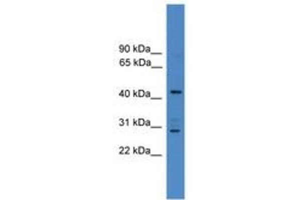 ARMC8 antibody  (N-Term)