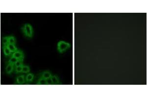 Immunofluorescence analysis of MCF7 cells, using PE2R4 Antibody. (PTGER4 antibody  (AA 321-370))