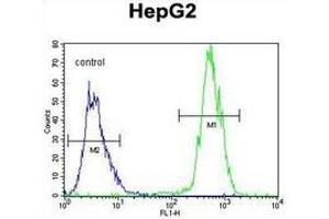 Flow cytometric analysis of HepG2 cells (right histogram) compared to a negative control cell (left histogram) using PRRT1  Antibody , followedf by FITC-conjugated goat-anti-rabbit secondary antibodies. (PRRT1 antibody  (Middle Region))